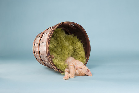 Orange Tabby Kitten in Basketの写真素材