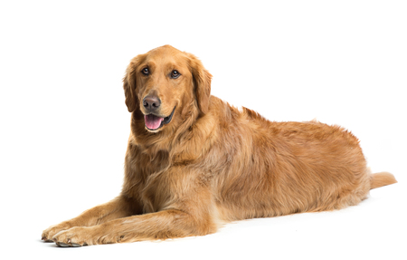 Golden Retriever dog laying down on white backgroundの写真素材