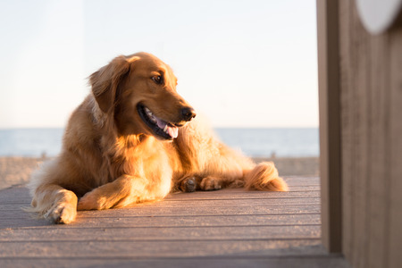 Golden Retriever on a Beachの写真素材