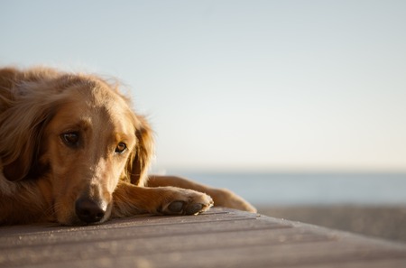 Golden Retriever on a Beachの写真素材