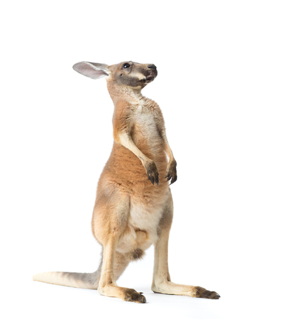 Red kangaroo on white background.の写真素材