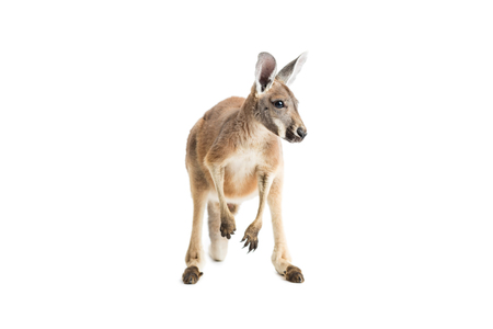 Red kangaroo on white background.の写真素材