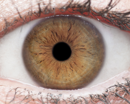 Macro photo of human eye, iris, pupil, eye lashes, eye lids.の写真素材