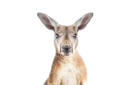 Red kangaroo in studio on a white background. の写真素材