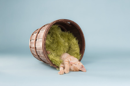 Orange Tabby asleep in a bucket with a blanketの写真素材