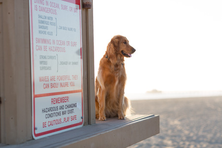 Dog at the Beachの写真素材