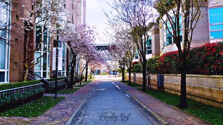 cherry blossoms in a row down a city street
