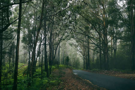 Mt Mee National Park Nerum Creek - Australia - Queenslandの写真素材