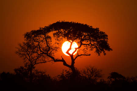 A sunset with a tree silhouetted in the foregroundの写真素材