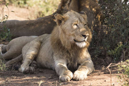 A young male lion lazing in the shade with two other male lions in the backgroundの写真素材