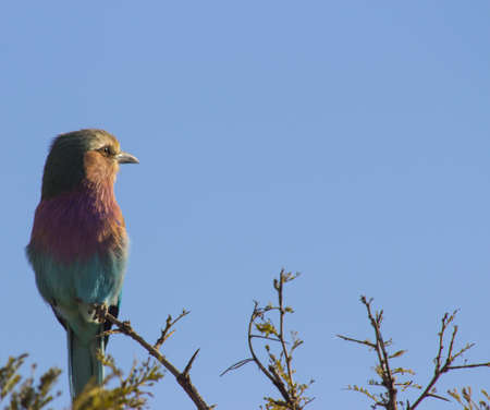 A lilac-breasted roller looking out into the open skyの写真素材