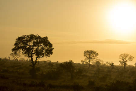 Early morning golden sunrise across the African bushveldの写真素材