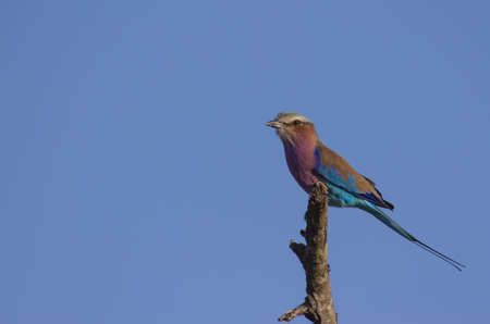 A beautiful lilac-breasted roller against a clear blue skyの写真素材