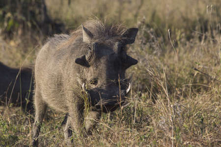 A portrait of a warthog in the African bushの写真素材