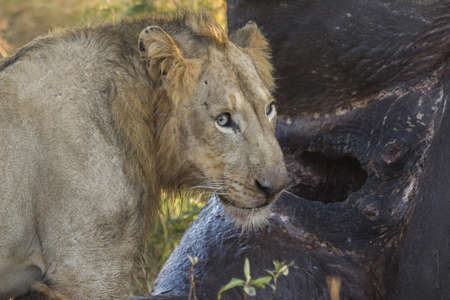 A young male lion feeding on a rhino carcass
