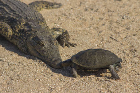 A terrapin kisses a crocodileの写真素材