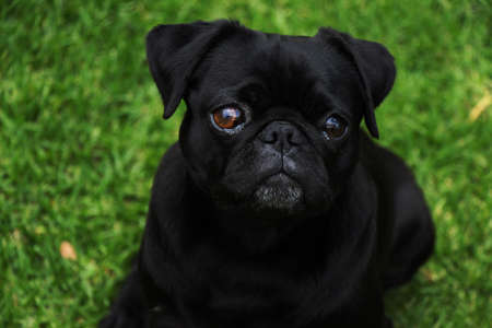 Adorable black pug outdoors with a green grass backgroundの写真素材