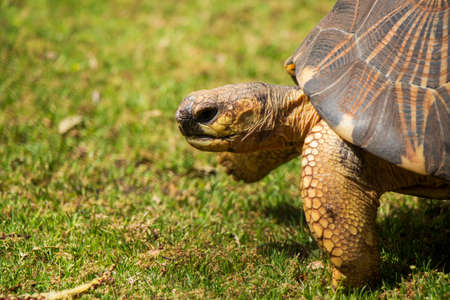 A Close Up of a Radiated Tortoise Taking a Step