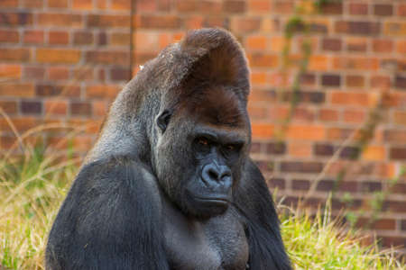A Close Up Portrait of Gorilla Sitting on Grass in a Zoo