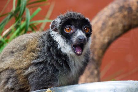 A Portrait of a Mongoose Lemur With Mouth Open