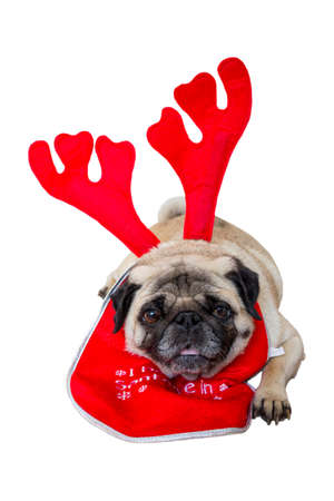 Beige Pug Wearing Christmas Reindeer Ears and a Bibの写真素材