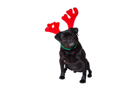 Curious Black Pug Wearing Christmas Reindeer Earsの写真素材