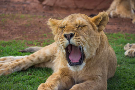 Yawning Lion Cub With Eyes Closed