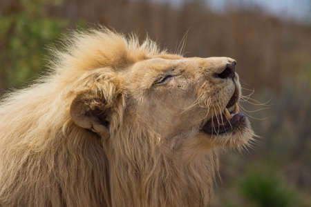 Male White Lion Basking in the Sun With His Mouth Openの写真素材