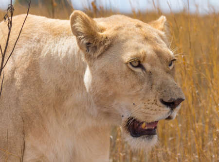 White Lioness Walking Through the Bush With Her Mouth Openの写真素材