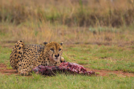 Cheetah Takes A Break From Eating A Carcassの写真素材