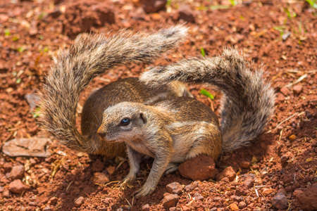 Two Ground Squirrels with Folded Tailsの写真素材