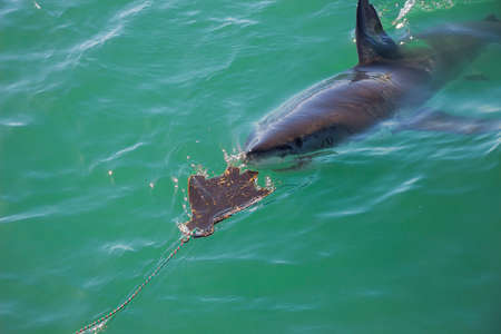 A Great White Shark Stalking a Wooden Seal Decoy in the Oceanの写真素材
