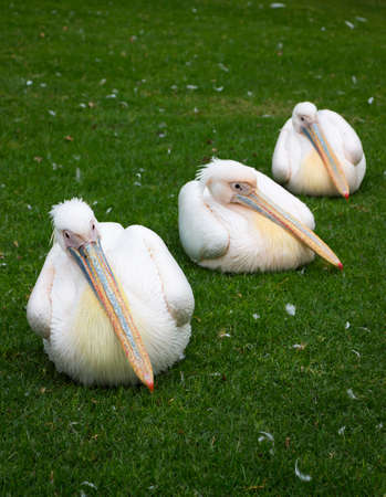 Three Pelicans Sitting in a Row on the Grassの写真素材