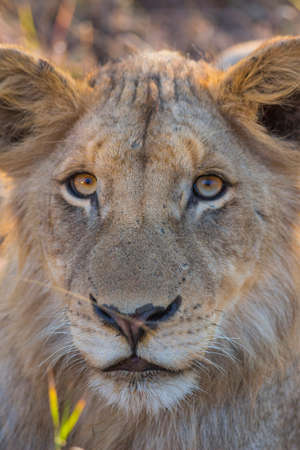 Portrait of a young lion