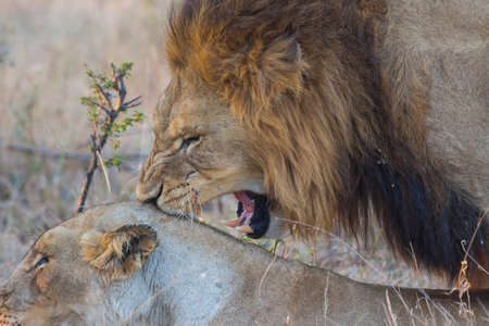 Male and female lion mating in the wildの写真素材