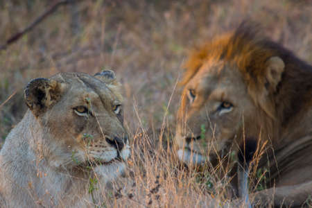 Male and female lion mating in the wildの写真素材