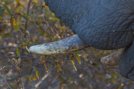 Close up of an elephantの写真素材