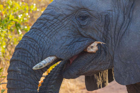 Elephant eating bark off of a branchの写真素材