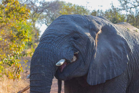Elephant eating bark off of a branchの写真素材