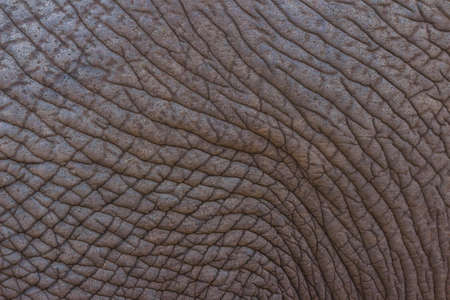 Detailed elephant skin textureの写真素材