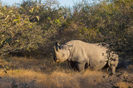 Black rhino in the wildの写真素材