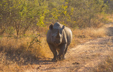 Black rhino in the wildの写真素材