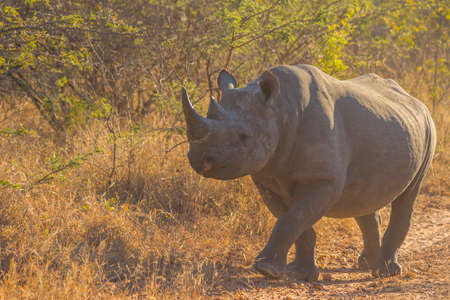 Black rhino in the wildの写真素材