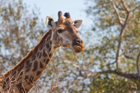 Giraffe eating at the tops of treesの写真素材