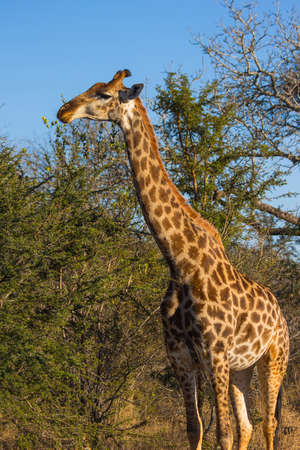 Giraffe eating at the tops of treesの写真素材