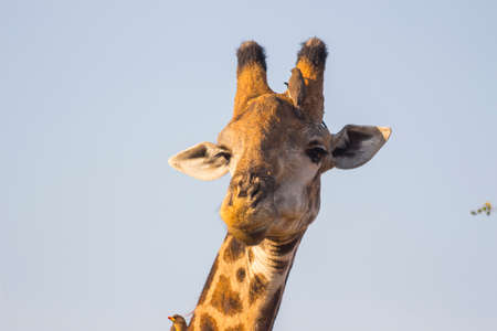 Giraffe with oxpeckers on itの写真素材