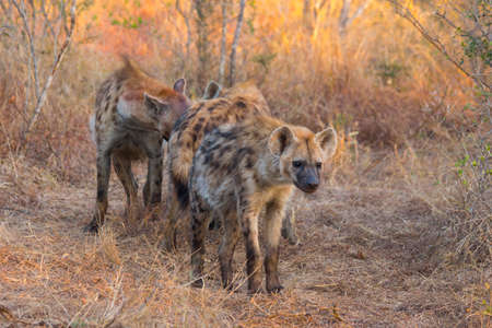 Alert hyena adultの写真素材