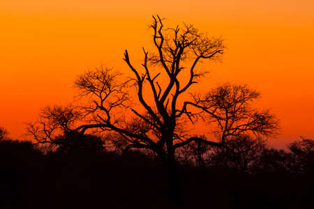 Tree silhouetted against a colorful orange skyの写真素材