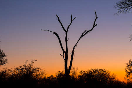 Dead tree silhouetted against a colorful blue and orange skyの写真素材
