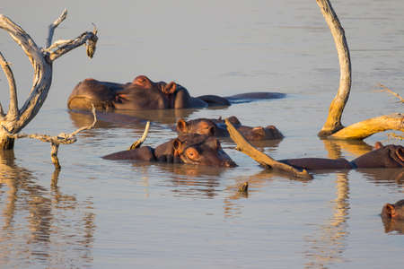 Pod of hippos relaxing in a dam in the late afternoon sun